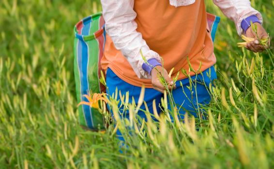 It is beautiful and colorful tiger lily farm with farmer.