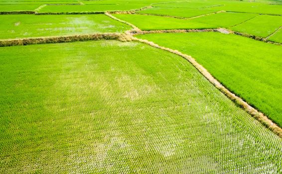 It is a landscape of beautiful green terraced field.