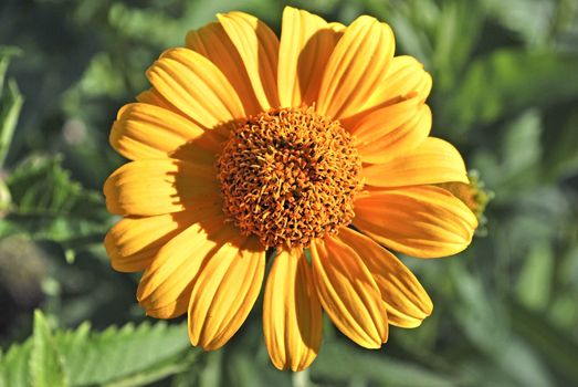 big yellow flower, macro