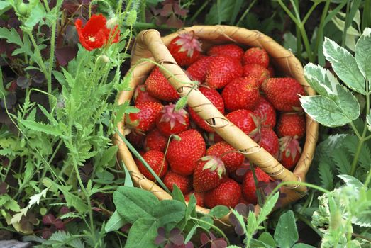 the birch bark basket with red strawberries