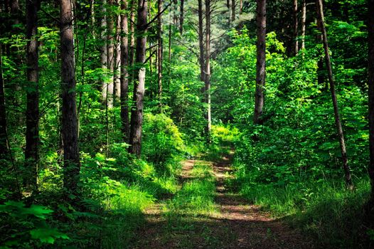 Forest road in the dense thickets of plants