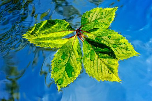 Green leaf float in stream water pure