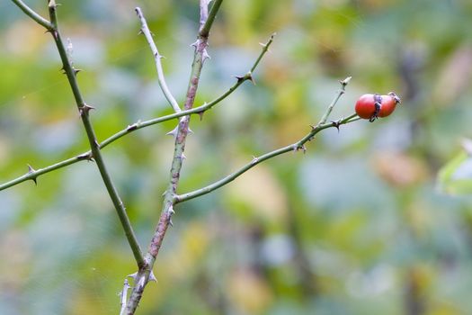 an image of a tree fruit in the forest