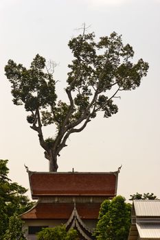 Tree above a Thai temple roof