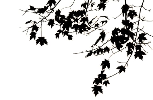 A branch full of leaves isolated on a white background with copy space.