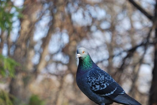 The dove looking eyes to eyes