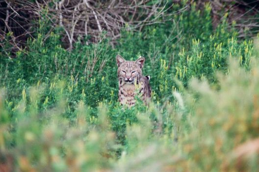 A Bobcat sitting in the grass