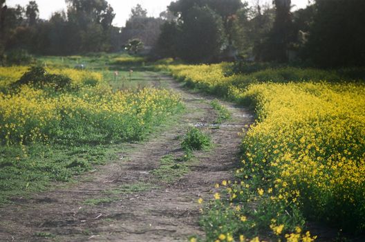 A dirt road lined with wild flowers