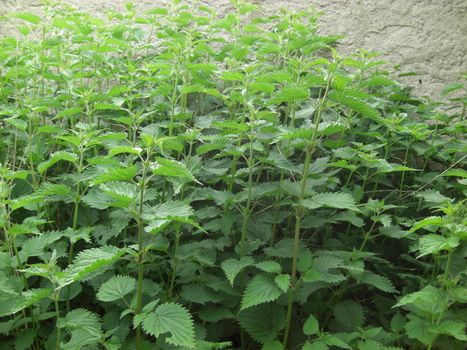 Nettle ist a healing plant, useful for anaemia, lactation, gout, rheumatism, arthritis, stimulates the circulation, heals eczema, lethargy, water retention, hay fever, assists in waste product elimination and can be infused to make a beverage or it can be eaten in vegetable dishes.
