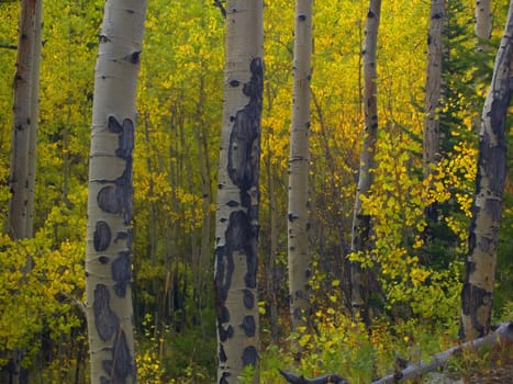 Aspen Trees along Mill Creek, Rocky Mountain National Park. Colorado.