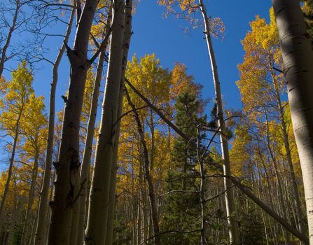 Saint Vrain Mountain Trail near Allenspark, Colorado