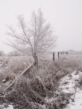Frosted rural winter scene of a fence and tree between two fields.