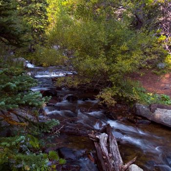 Forest Brook Cascading Through Rocky Mountain National Park