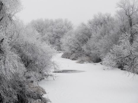 Frosted creek bank on a foggy December morning in South Dakota.