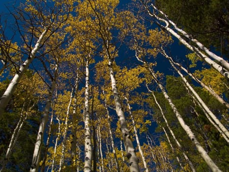 Autumn on the Saint Vrain Mountain trail in the Indian Peaks wilderness of Colorado.