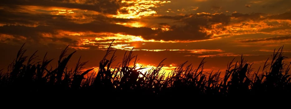 Autumn sunset over a corn field in South Dakota.