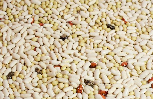 close-up haricot beans