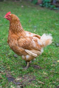 colour hen on grass background, sideview fullsize