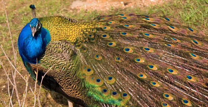 Peacock in the yard