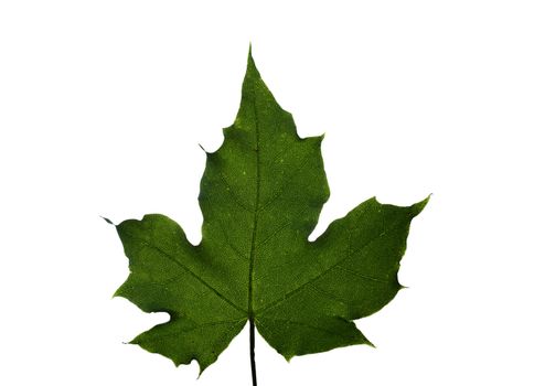 green maple leaf isolated on white, sanny, summer
