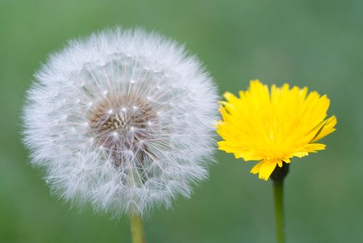 old and young dandelions together over green grass