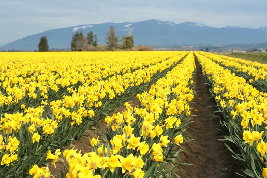 Yellow daffodils field