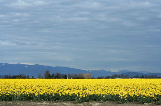 Yellow Daffodils field