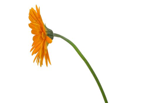 close-up orange gerbera, isolated on white