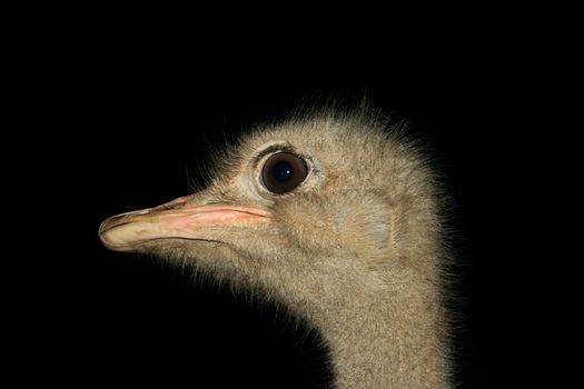 ostrich head isolated on black, desert animal