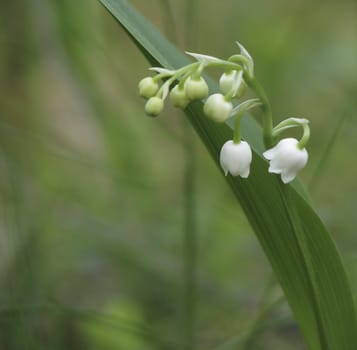 Beautiful Lily-of-the-valley