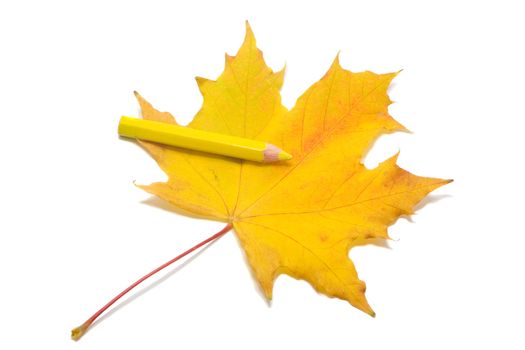 yellow pencil on yellow maple leaf, paint, isolated on white