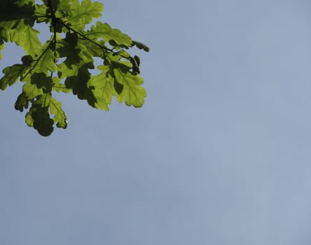 Oak branch and blue sky