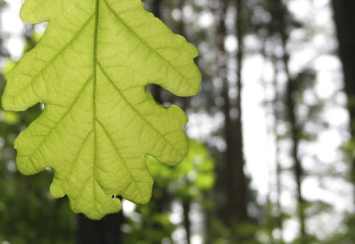 Young and fresh oak leaf 