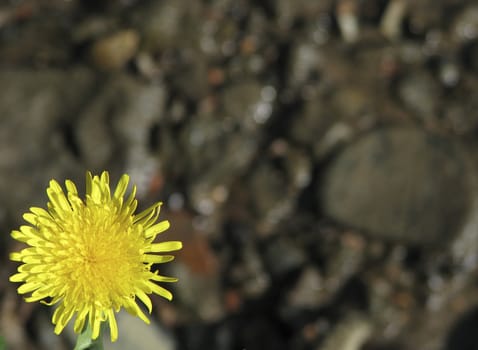 Beautiful dandelion in front to wet stones