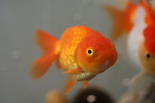 Lion head goldfish, close-up