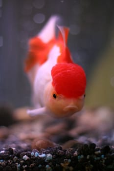 Red Oranda goldfish