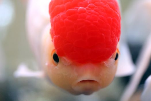 Red Oranda goldfish, close-up