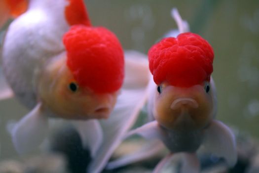 Red cap oranda goldfish
