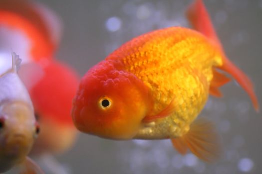 Lion head goldfish