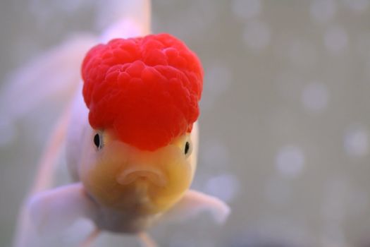 Red cap oranda goldfish, close-up