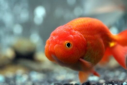 Lion head goldfish, close-up