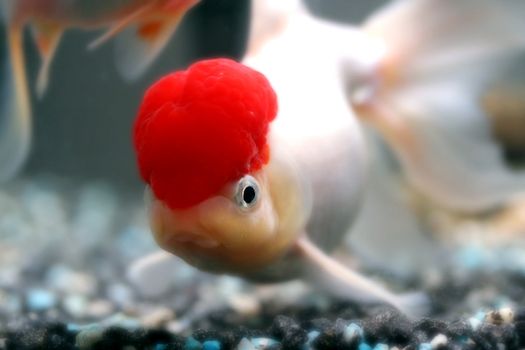 Red cap oranda goldfish, close-up
