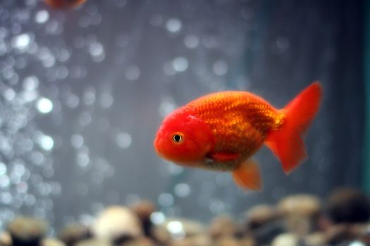 Lion head goldfish close up