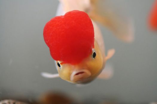 Red cap goldfish, close up