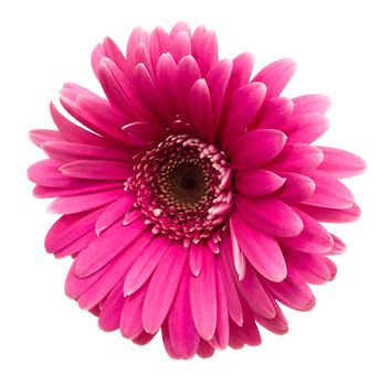 close-up single pink gerbera, isolated on white