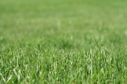 Grass with shallow depth of field