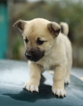 the first steps of small newborn puppy dog