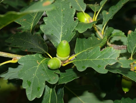 the fruit of the oak
