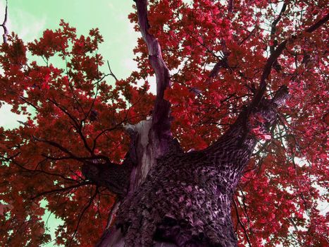 the big red oak
      