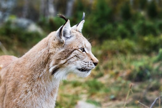 Lynx in natur surroundings